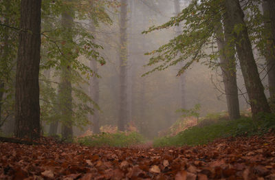 Trees growing in forest during autumn