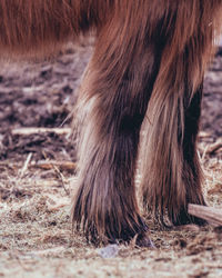 Low section of horse