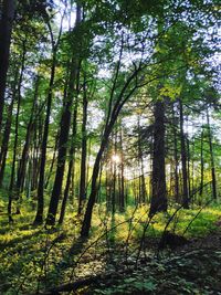 Trees growing in forest