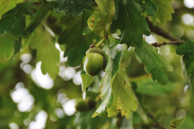 Close-up of acorns growing on tree