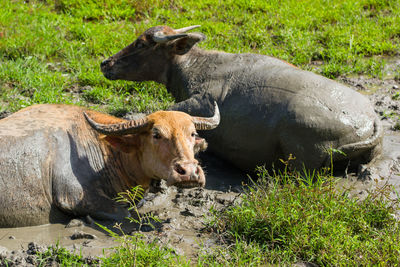 Cow relaxing on field