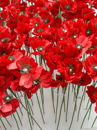 Close-up of red flowers blooming outdoors