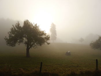 Trees on field against sky during foggy weather