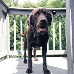 Dog looking at camera