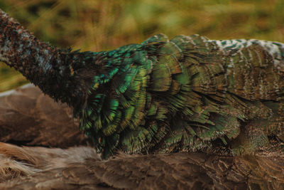 Female peacock nek feathers close-up on grassfield