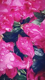 Close-up of water drops on pink flower