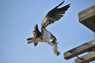 Low angle view of seagull flying