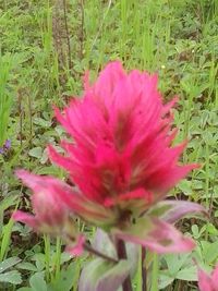 Close-up of pink flowers blooming in field