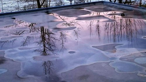 Bare trees in water