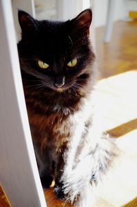 Close-up portrait of cat sitting