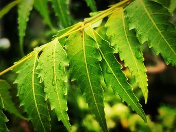 Close-up of wet leaves