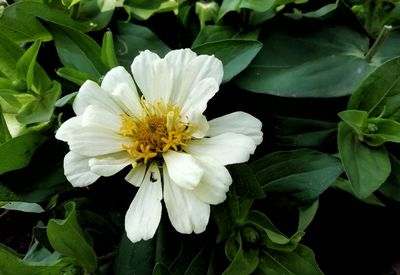 Close-up of white flowering plant