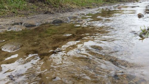 Reflection of trees in water