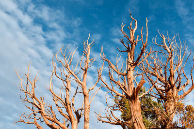 Low angle view of bare tree against sky