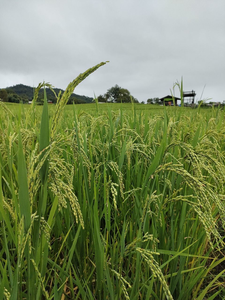 agriculture, landscape, field, plant, crop, land, rural scene, sky, cereal plant, environment, paddy field, growth, grass, cloud, nature, green, farm, food, no people, rural area, grassland, corn, beauty in nature, prairie, food and drink, overcast, outdoors, meadow, scenics - nature, day, barley, tranquility, environmental conservation, social issues, plantation