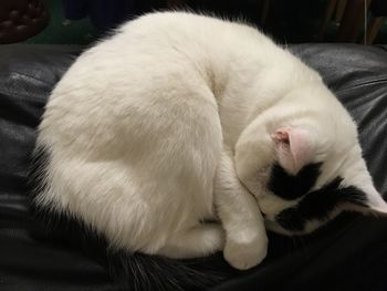 Close-up of white cat sleeping
