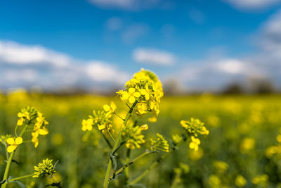 Ripened rapeseed on a field in western germany, in the background a blue sky with white clouds.