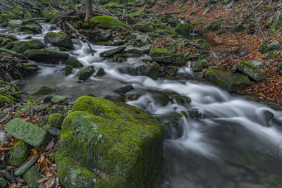 Stream flowing through rocks in forest