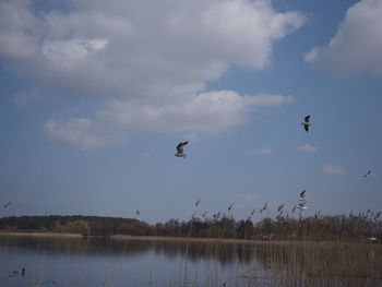 Birds flying over lake against sky