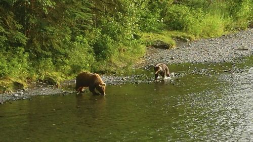 Horses in a lake