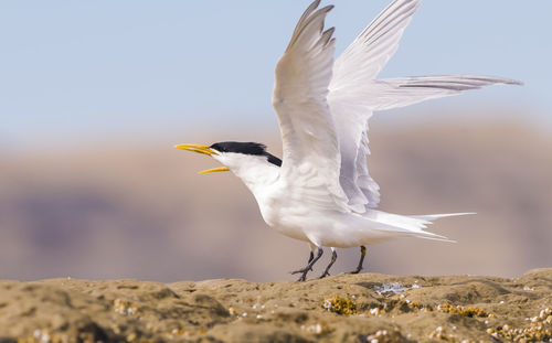 Close-up of bird flying against sky