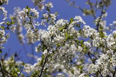 Low angle view of cherry blossoms in spring