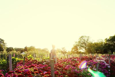 Low angle view of flowers against clear sky