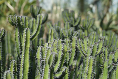 Close-up of cactus plants at royal botanic gardens