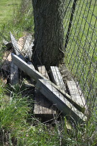High angle view of tree trunks in field
