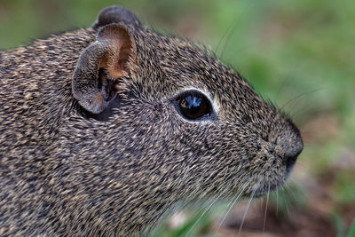 Close-up of squirrel