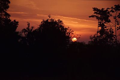 Silhouette trees against orange sky