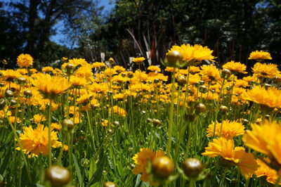 Close-up of yellow flowers in field