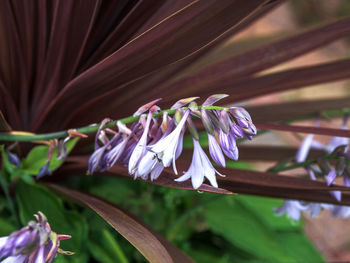 Close-up of purple flowering plant