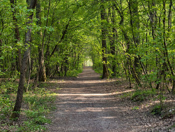 Pathway in a woodland in spring