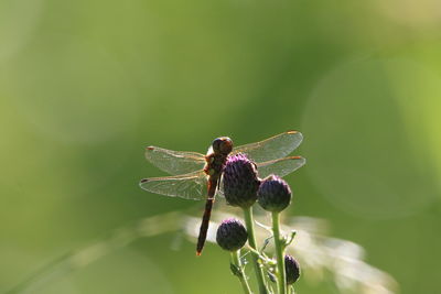 Close-up of dragonfly on flower