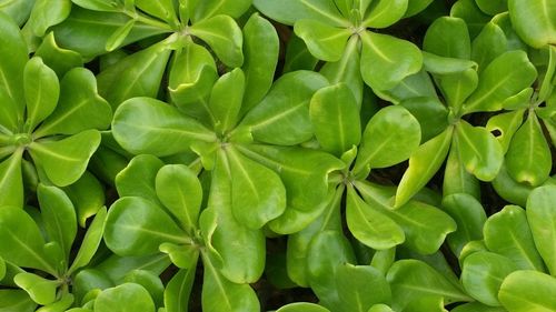 Full frame shot of green leaves