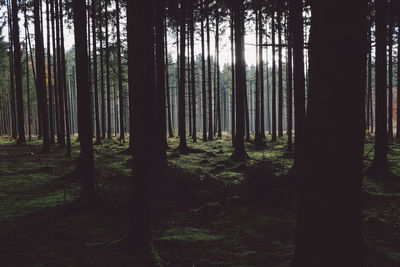 Trees in forest