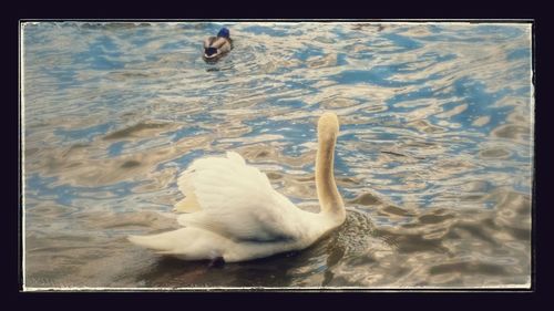 Bird swimming in water