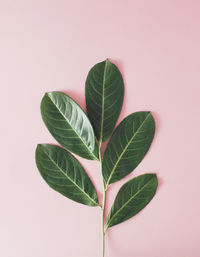 Creative minimal arrangement of leaves on bright pink background. flat lay. nature concept.
