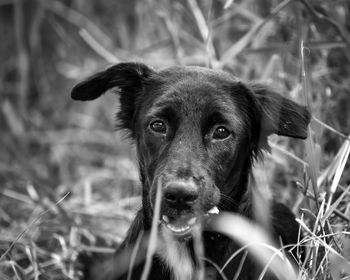 Portrait of dog on field