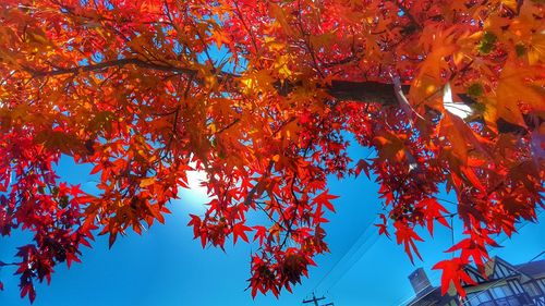 Low angle view of maple tree against sky during autumn