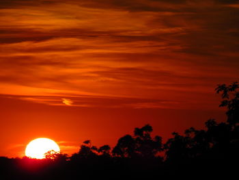 Low angle view of silhouette trees against orange sky