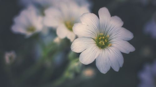 Close-up of white flowering plant