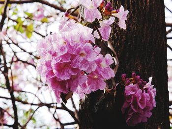 Close-up of pink flowers on tree