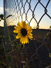 Close-up of yellow flowering plants by fence against sky