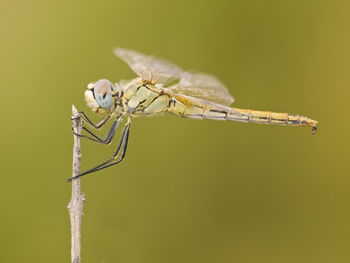 Close-up of dragonfly on twig