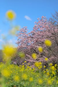 Low angle view of yellow flowering plants on field