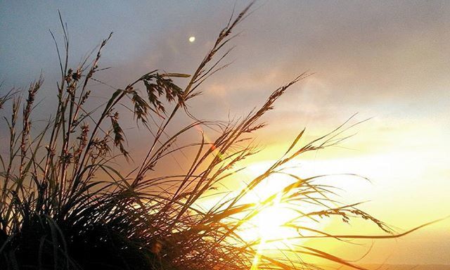 sunset, sun, sky, tranquility, beauty in nature, nature, plant, growth, silhouette, tranquil scene, scenics, sunlight, orange color, lens flare, idyllic, low angle view, cloud - sky, outdoors, sunbeam, back lit