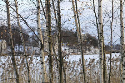 Bare trees in forest during winter