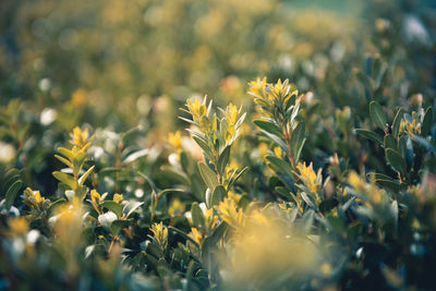 Yellow flowers blooming on field